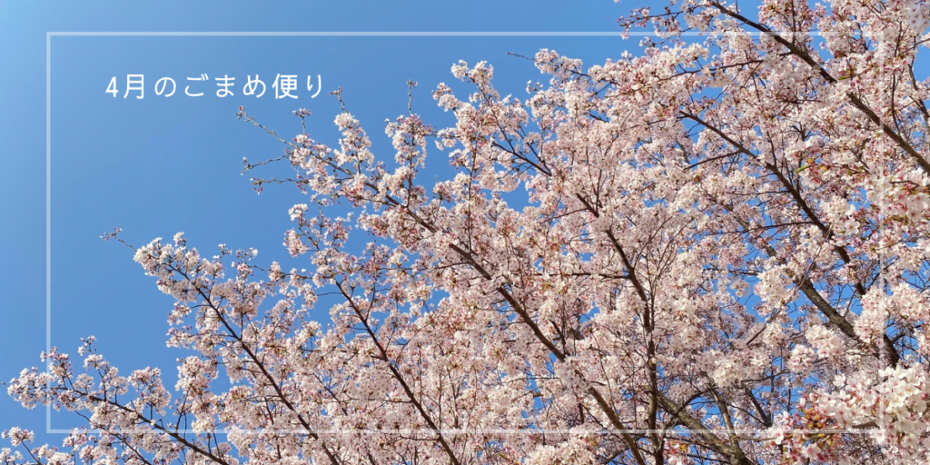 サクラのやさしいピンクと青空のコントラスト、春の季節を感じるイメージ