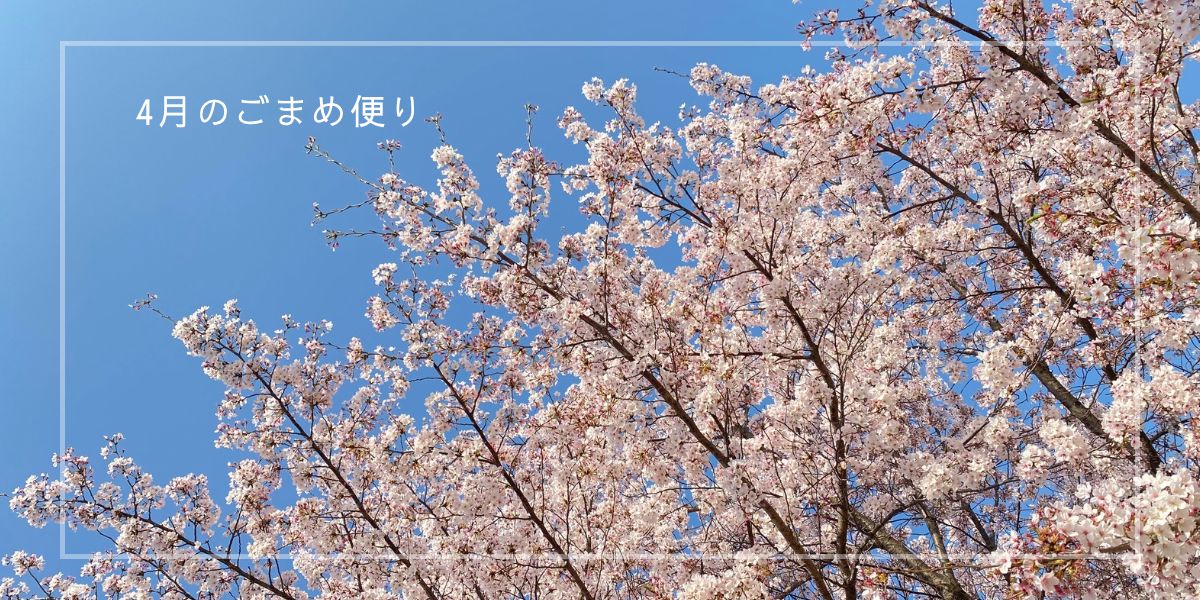 サクラのやさしいピンクと青空のコントラスト、春の季節を感じるイメージ