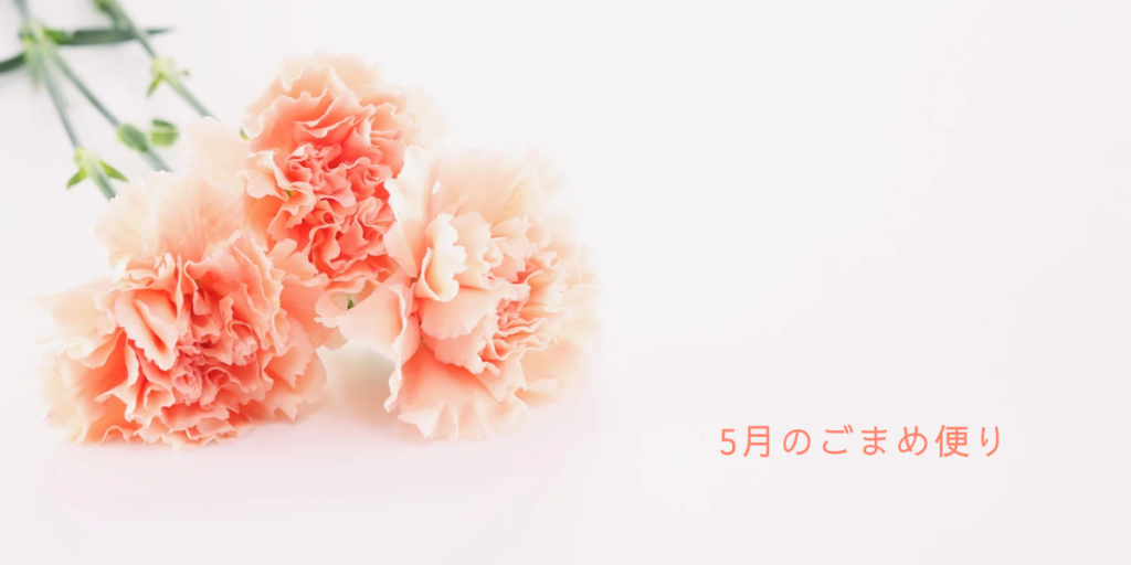 淡いピンク色のカーネーションと「5月のごまめ便り」の文字が入った母の日イメージのアイキャッチ