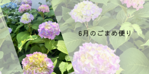 6月に咲く色とりどりの紫陽花