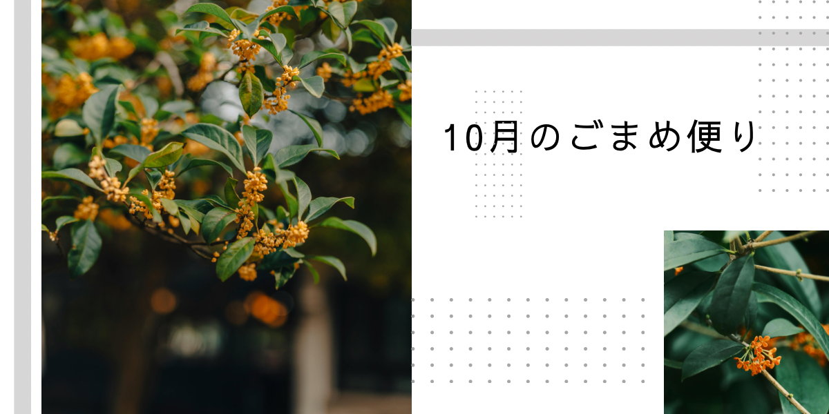 10月のごまめ便り